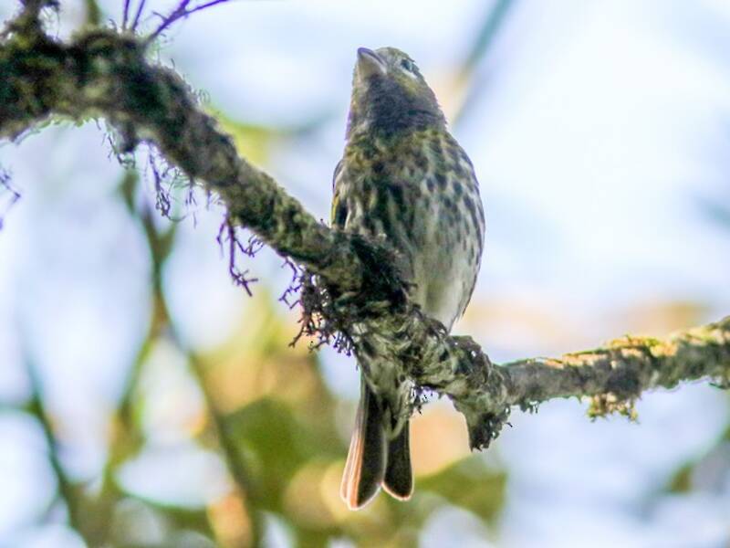 Serin montagnard, Photos 2