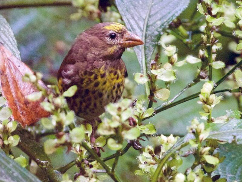 Serin montagnard, Photos 4