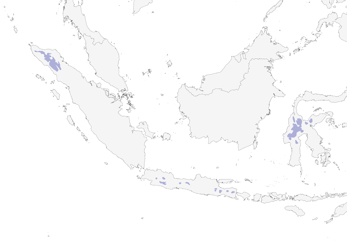Serin montagnard, Distribution 1