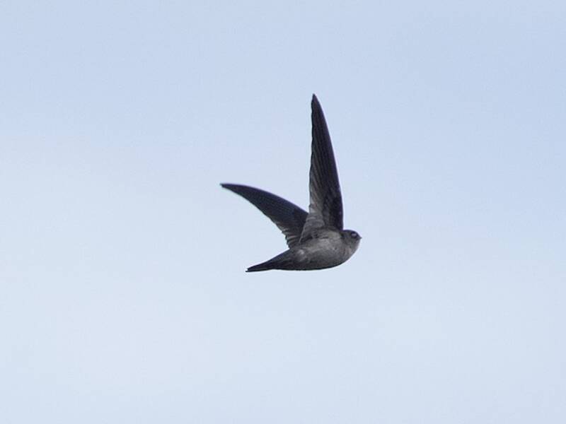 Salangana montana, Foto 2