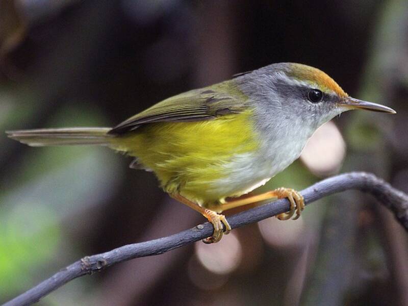 Berg-Schneidervogel, Fotos 3