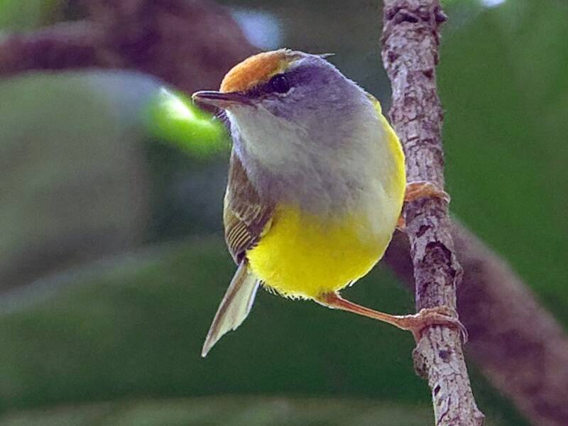 Berg-Schneidervogel, Fotos 4