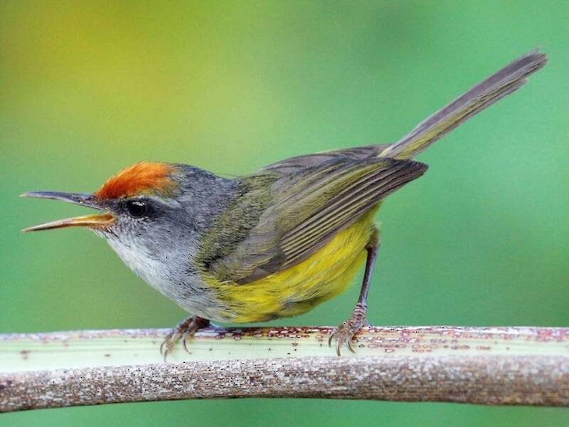 Berg-Schneidervogel