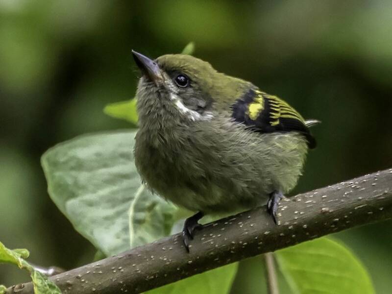 Schnurrbart-Bartvogel, Fotos 4