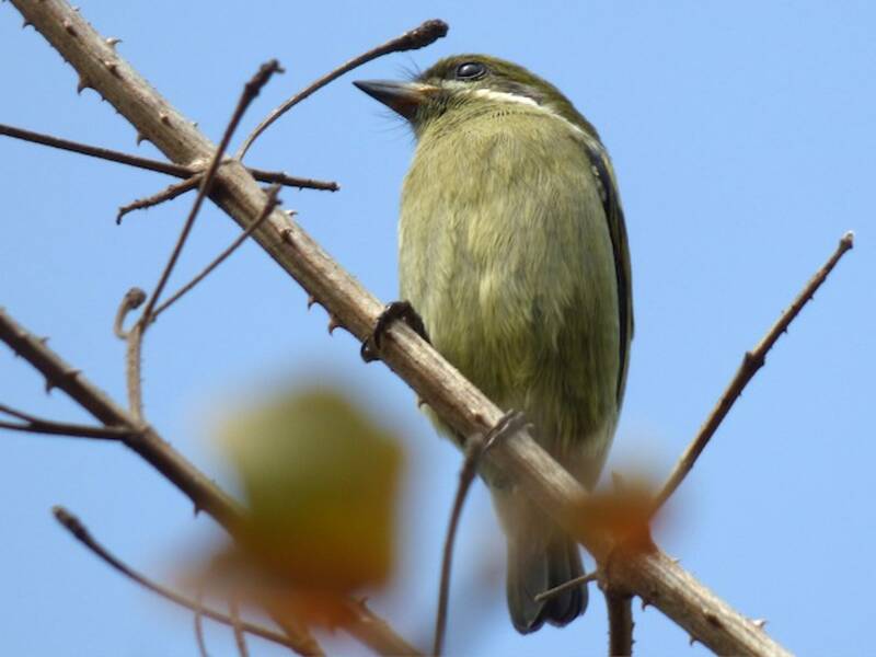 Schnurrbart-Bartvogel, Fotos 2