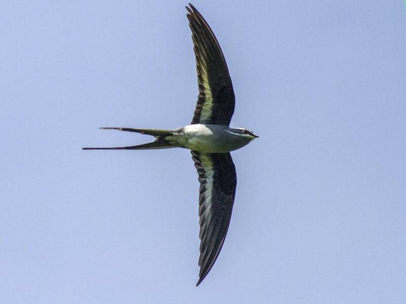 Moustached Treeswift, 照片 3