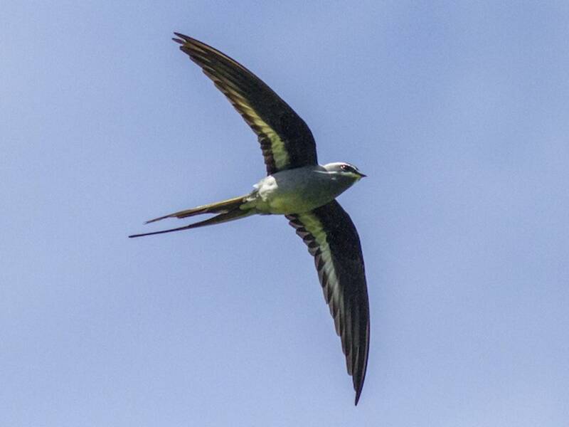 Moustached Treeswift, 照片 4
