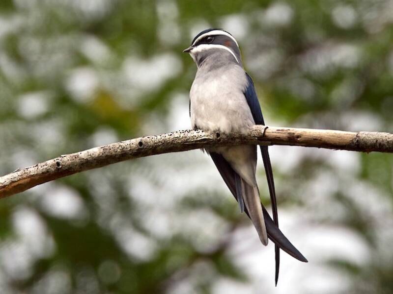 Moustached Treeswift, 照片 2
