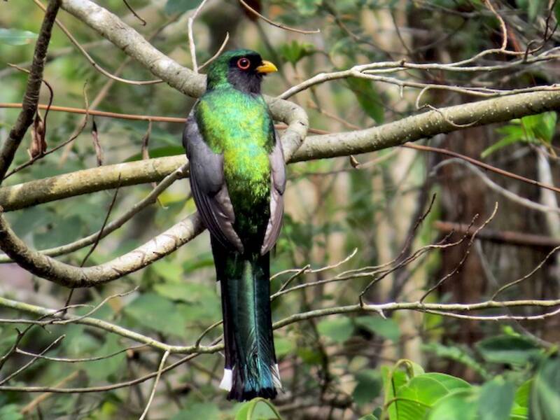 Mountain Trogon (Trogon mexicanus)