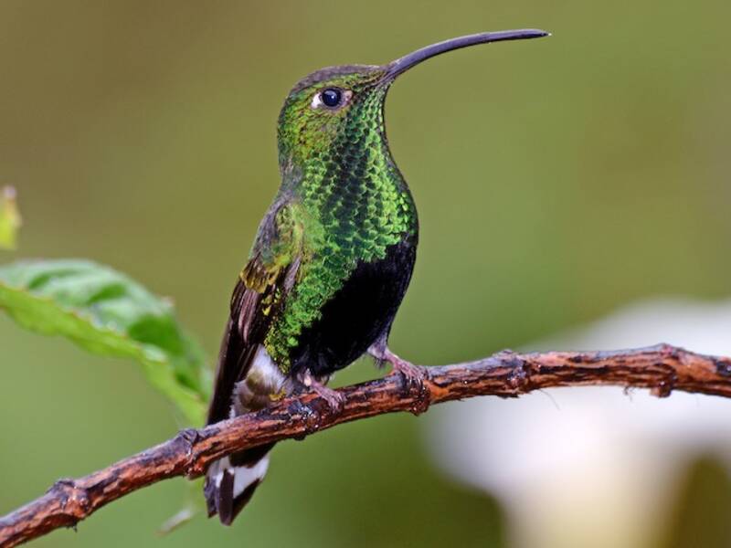 Colibrí pechivelvet de montaña, Fotos 2