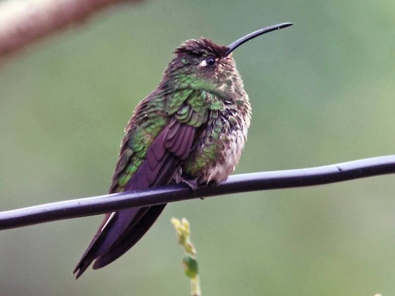 Colibrí pechivelvet de montaña, Fotos 4