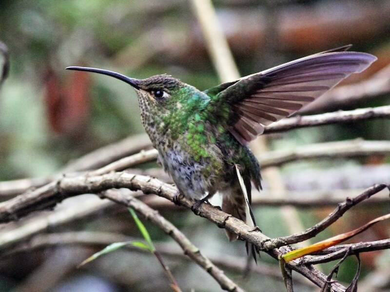 Colibrí pechivelvet de montaña, Fotos 3