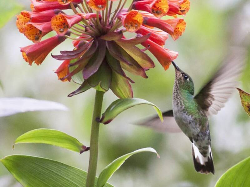 Colibrí pechivelvet de montaña