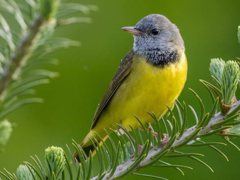 Parula luttuosa, Foto 2