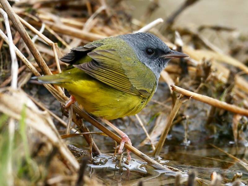 Parula luttuosa, Foto 4