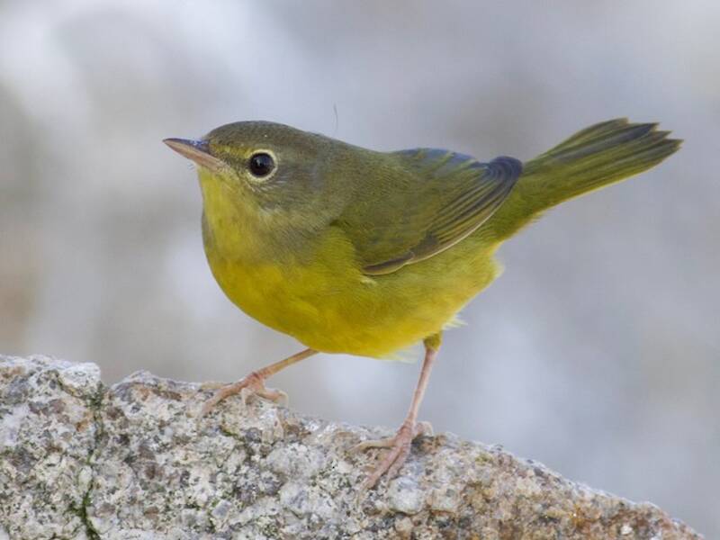 Parula luttuosa