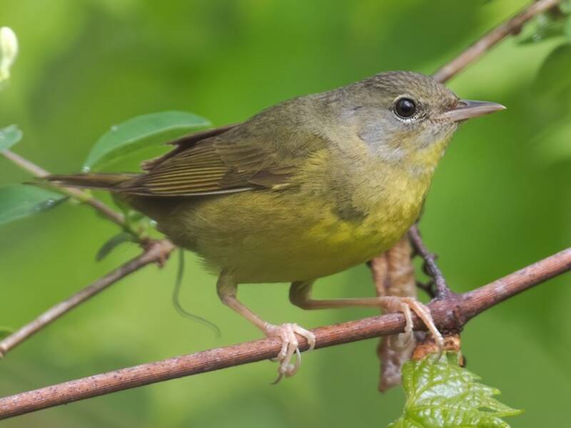 Parula luttuosa, Foto 3