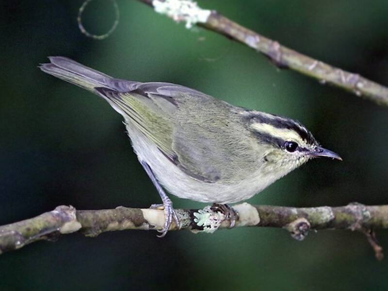 Mountain Leaf Warbler, Photos 3