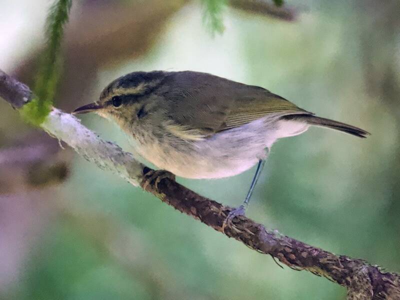 Mountain Leaf Warbler, Photos 2