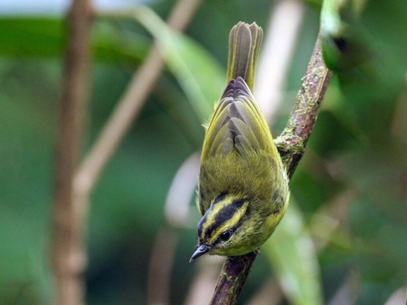 Mountain Leaf Warbler, Photos 4