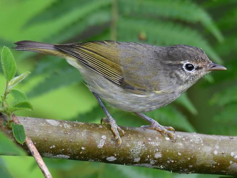 Negros Leaf Warbler