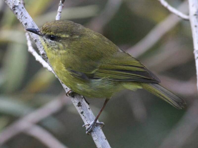Mosquitero de Negros, Fotos 3