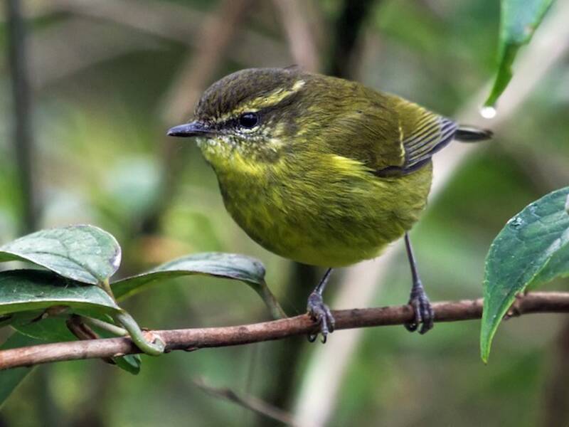 Mosquitero de Negros, Fotos 2