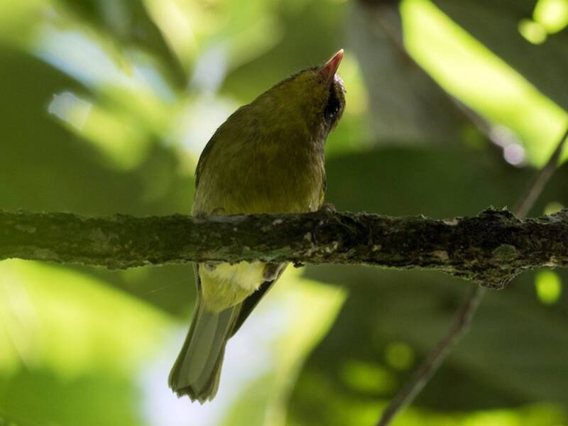 Mosquitero de Negros, Fotos 4