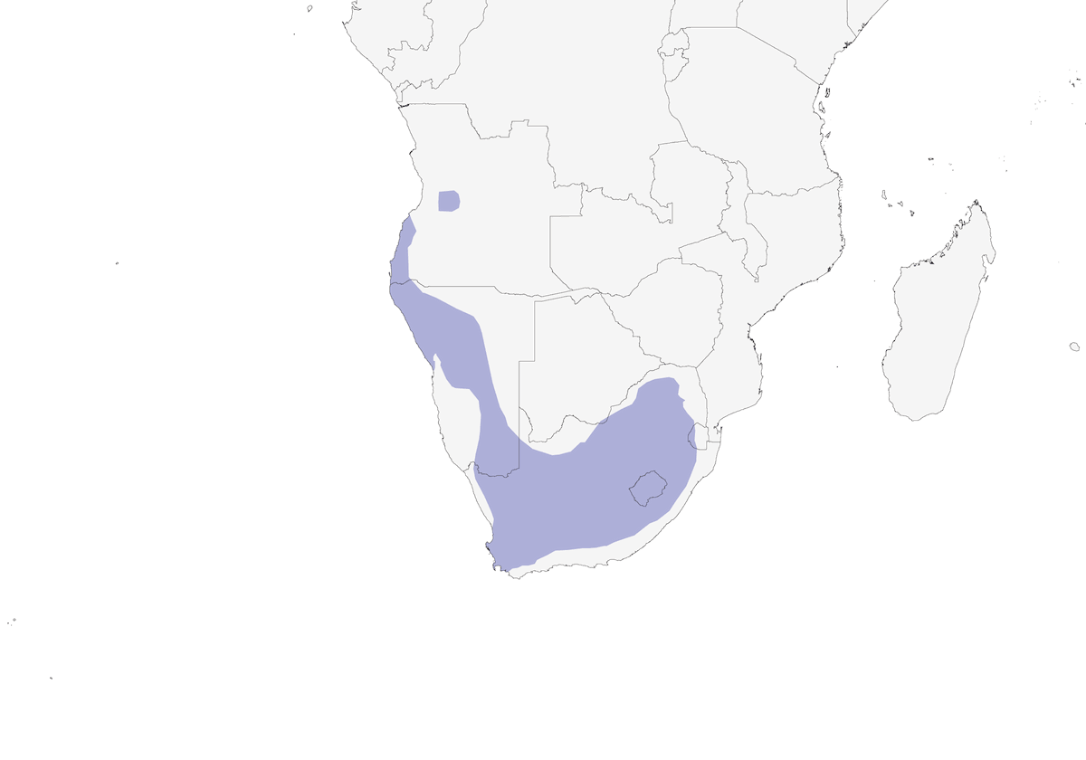 Roquero montano, Distribución 1