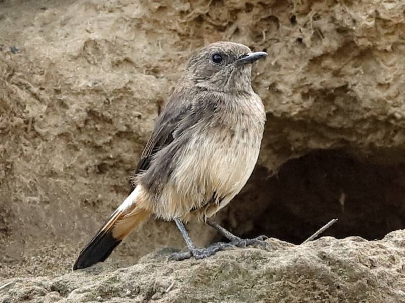 Abyssinian Wheatear