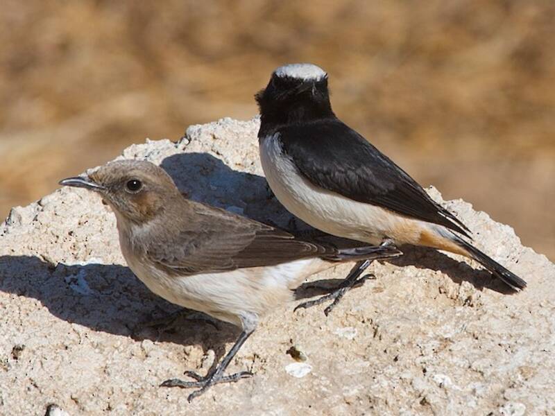 Arabian Wheatear