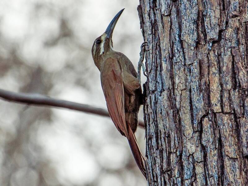 Moustached Woodcreeper