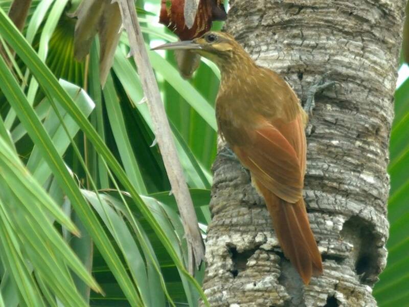 Moustached Woodcreeper, Photos 2