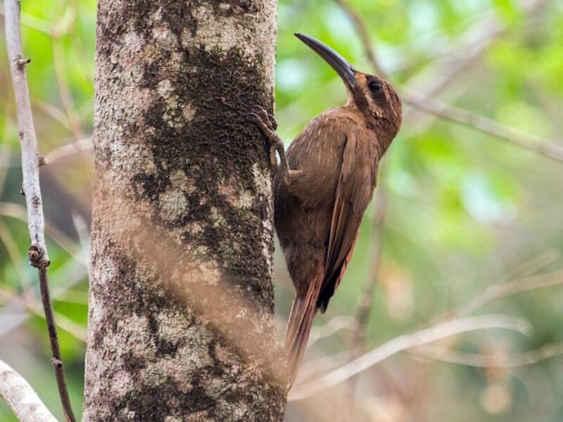 Moustached Woodcreeper, Photos 3