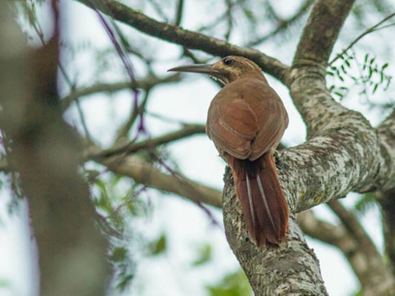 Moustached Woodcreeper, Photos 4