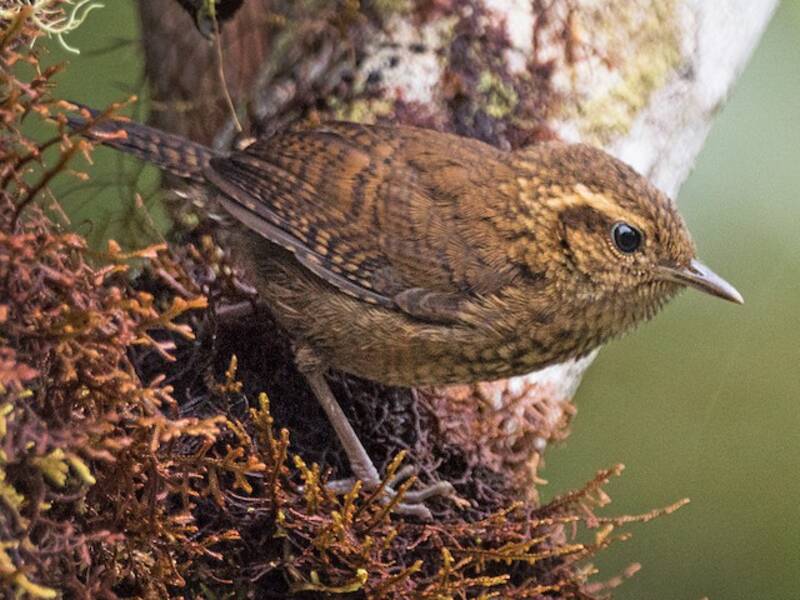 Mountain Wren, Photos 3