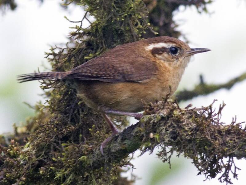 Mountain Wren, Photos 2