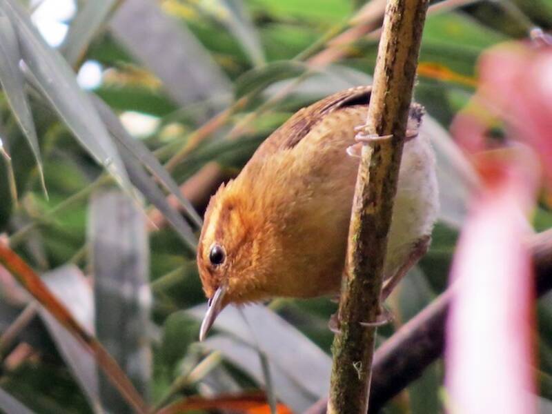 Mountain Wren, Photos 4