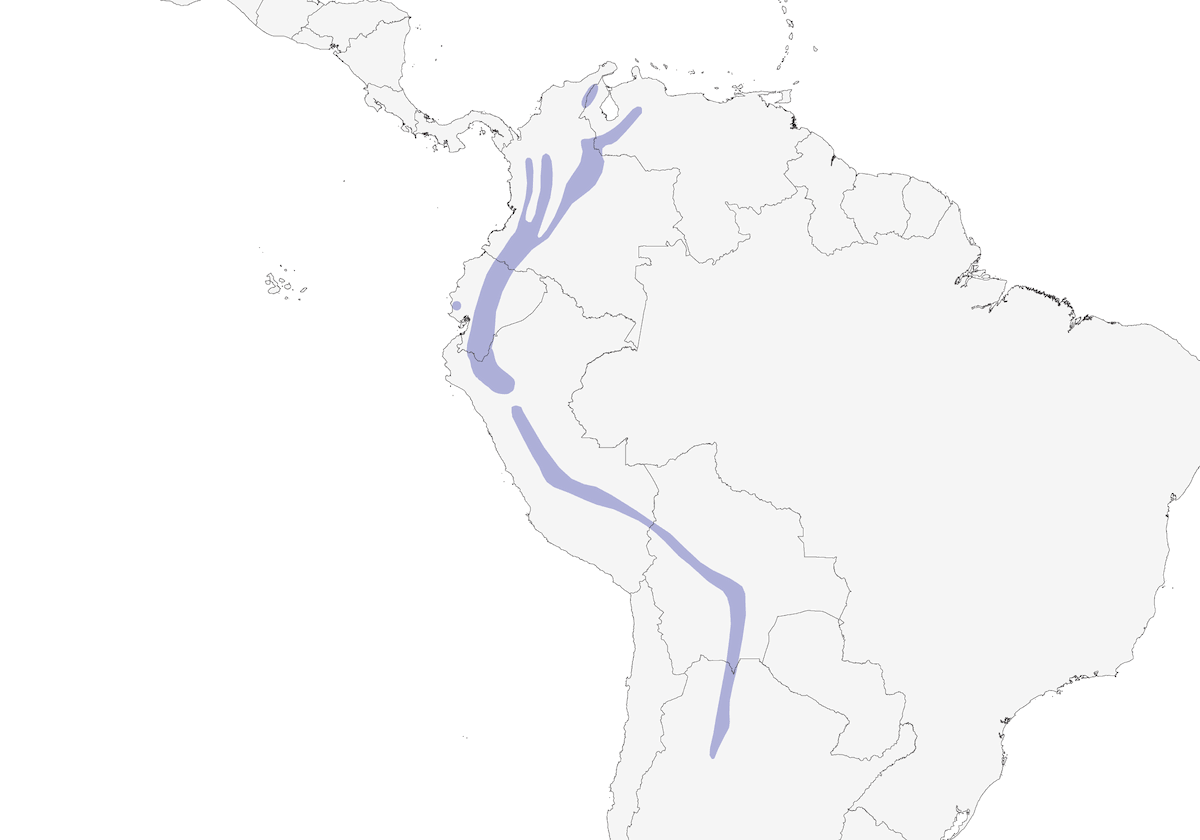 Mountain Wren, Distribution 1
