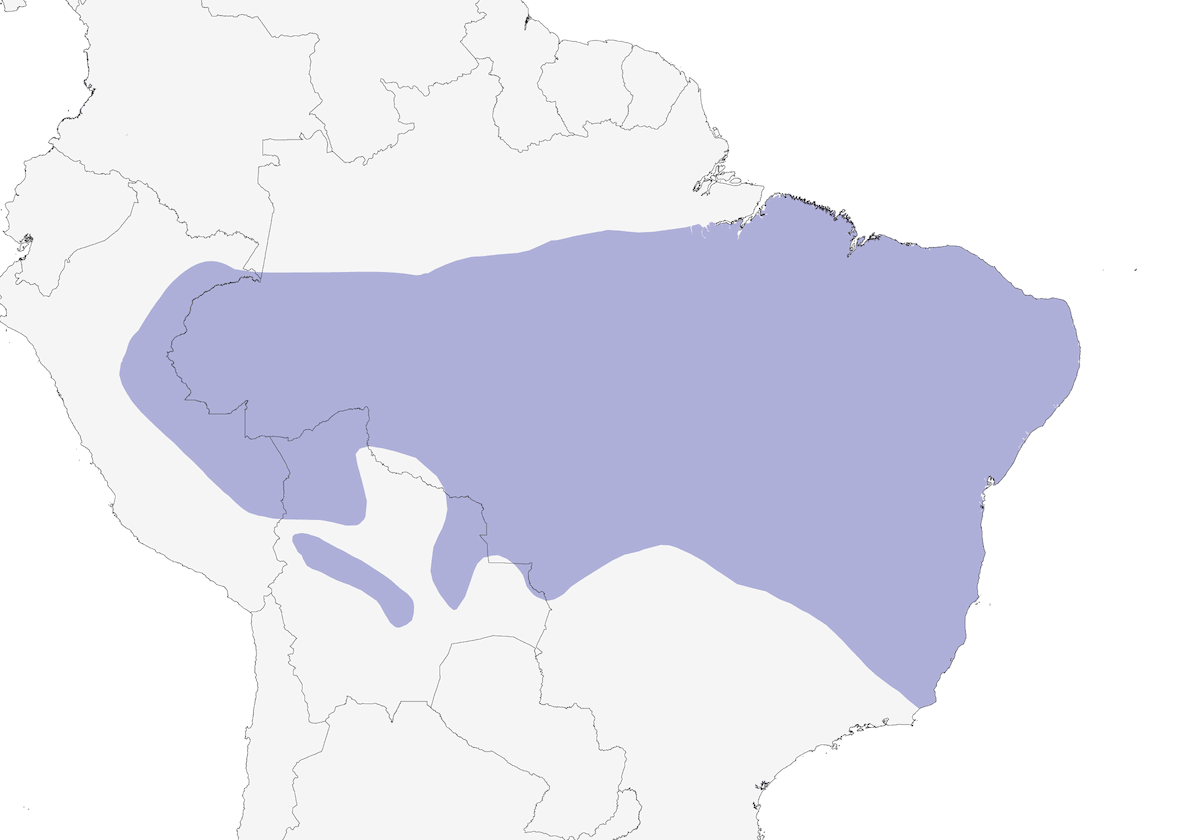 Cucarachero bigotudo, Distribución 1