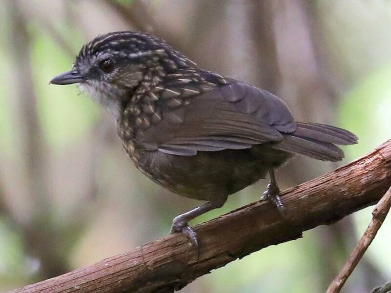 Mountain Wren-Babbler, Photos 2