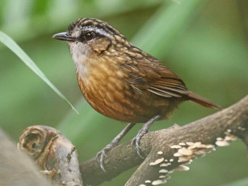 Mountain Wren-Babbler, Photos 3