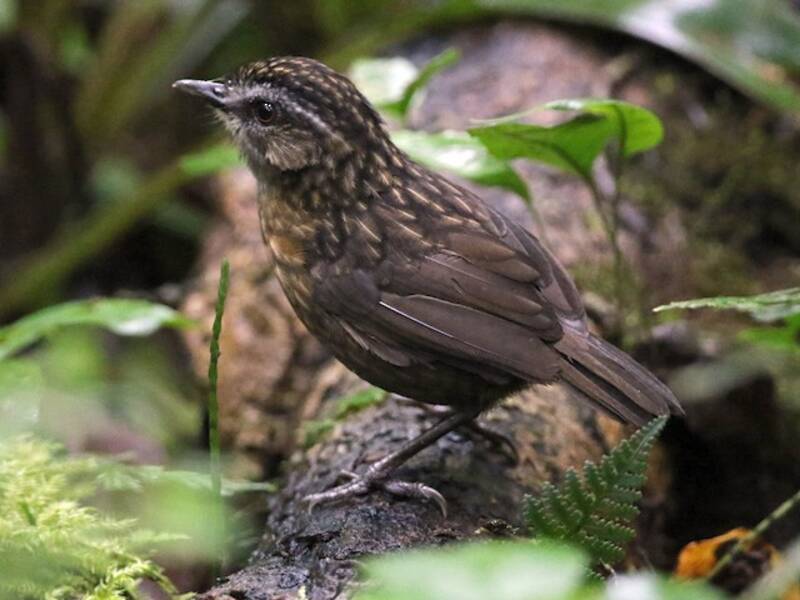 Mountain Wren-Babbler, Photos 4