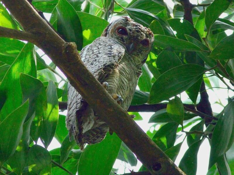 Cárabo ocelado, Fotos 4