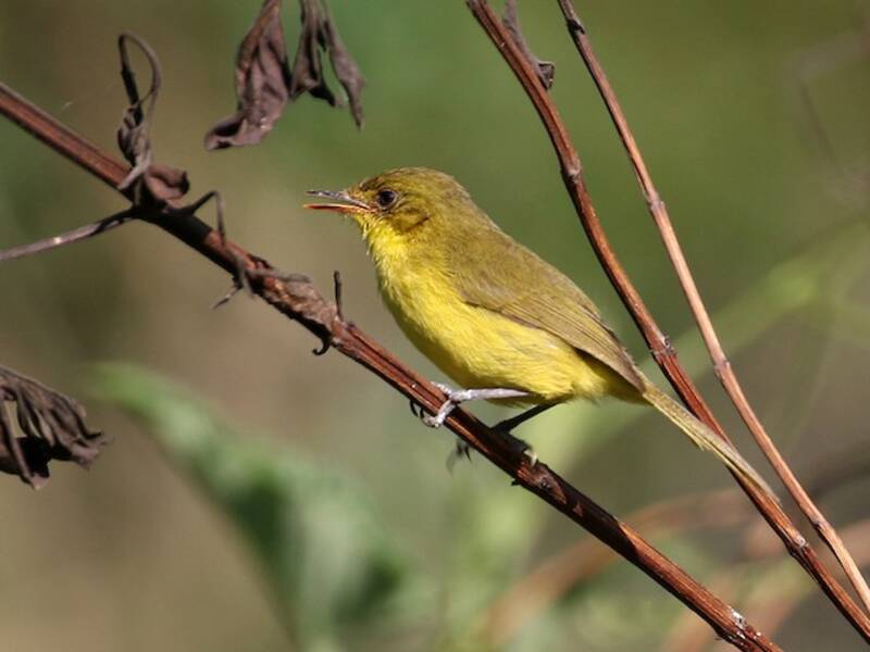Bergwaldsänger