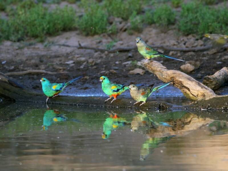 Mulga Parrot