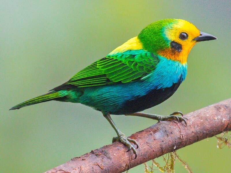 Multicolored Tanager