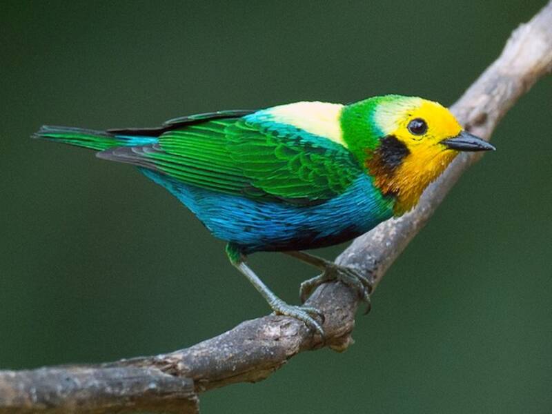 Tangara Multicolor, Fotos 4