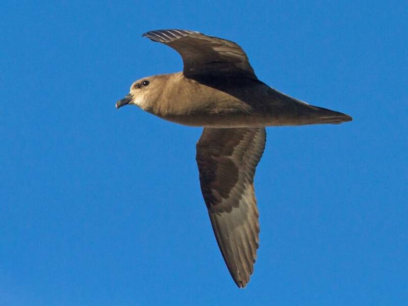Murphy's Petrel, Photos 3