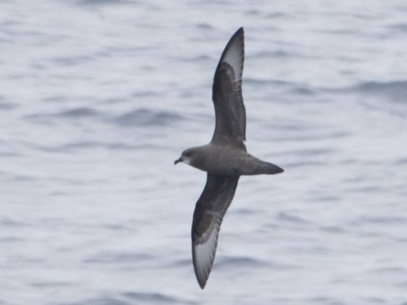 Murphy's Petrel, Photos 4